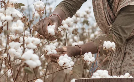 Organic Cotton